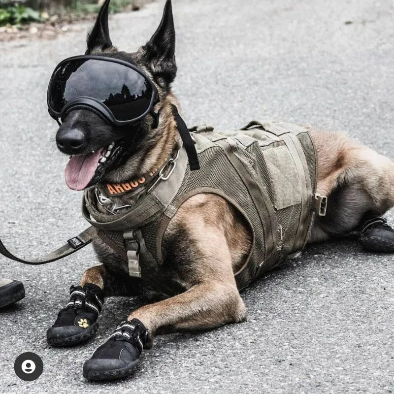 Dog Goggles