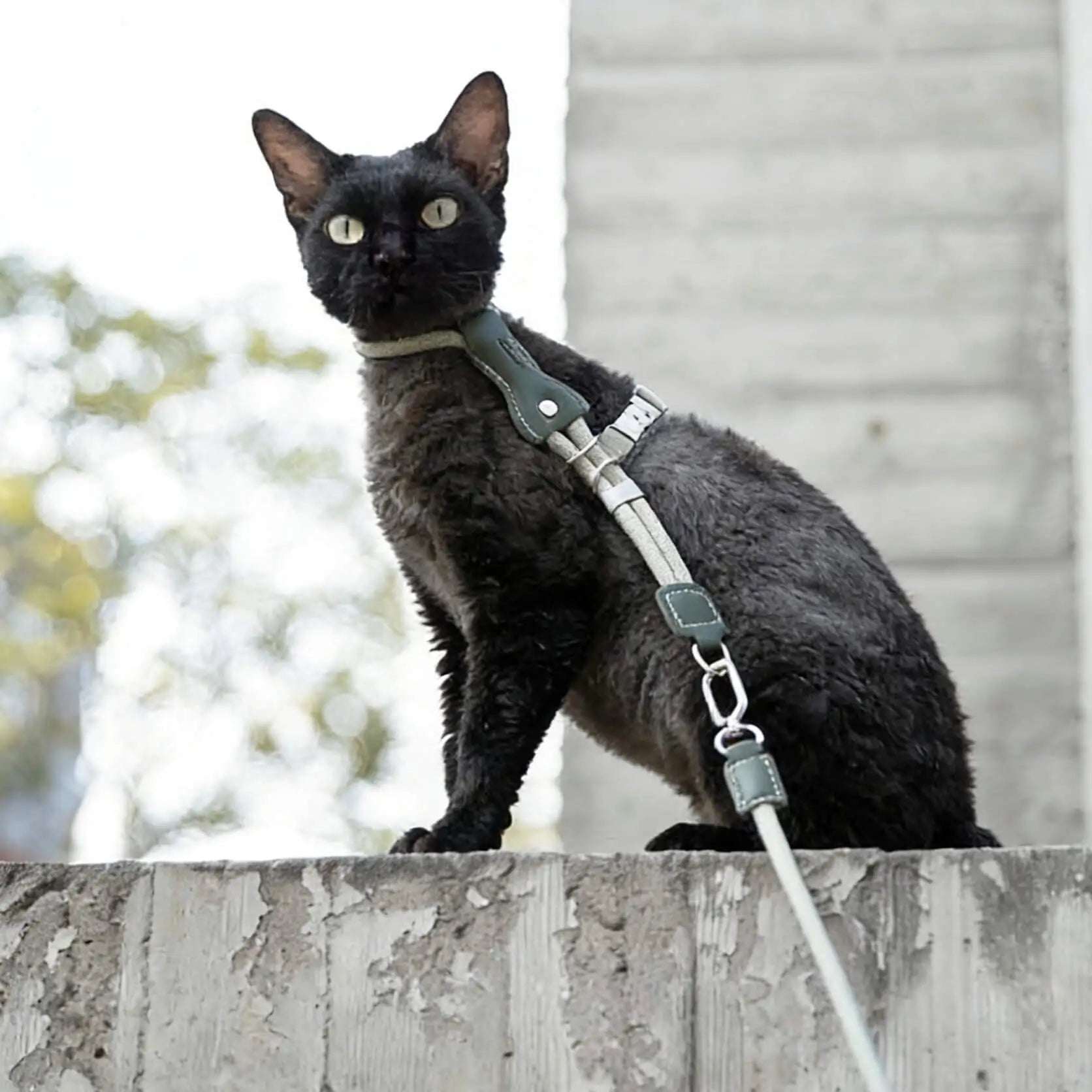 Adjustable H-Style Cat Harness and Leash Set with Premium Leather Finish | Comfortable & Secure Fit for Cats 2