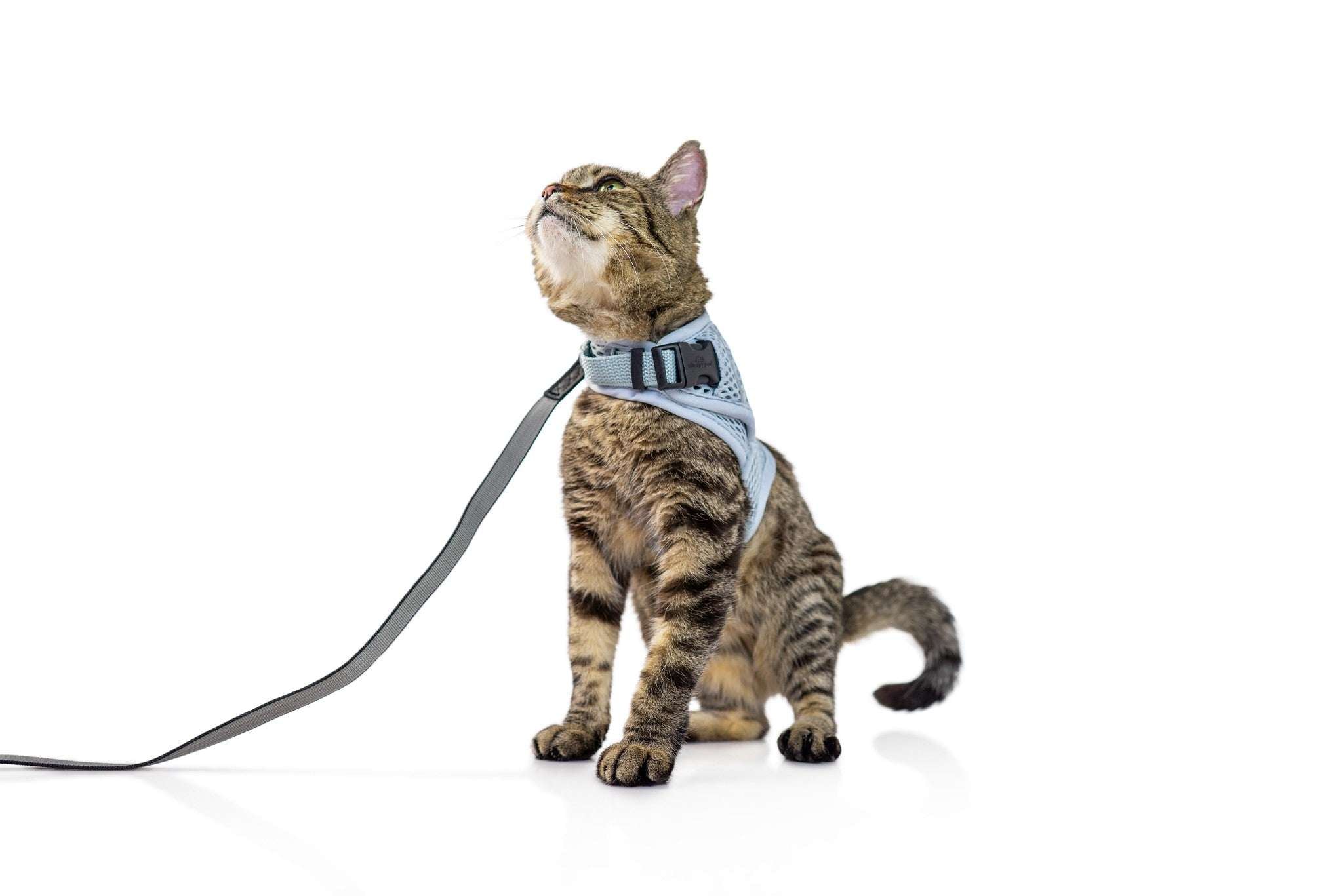 Calming Cat Harness and Leash Set with Adjustable Fit | Martingale Design for Anxiety Relief 11