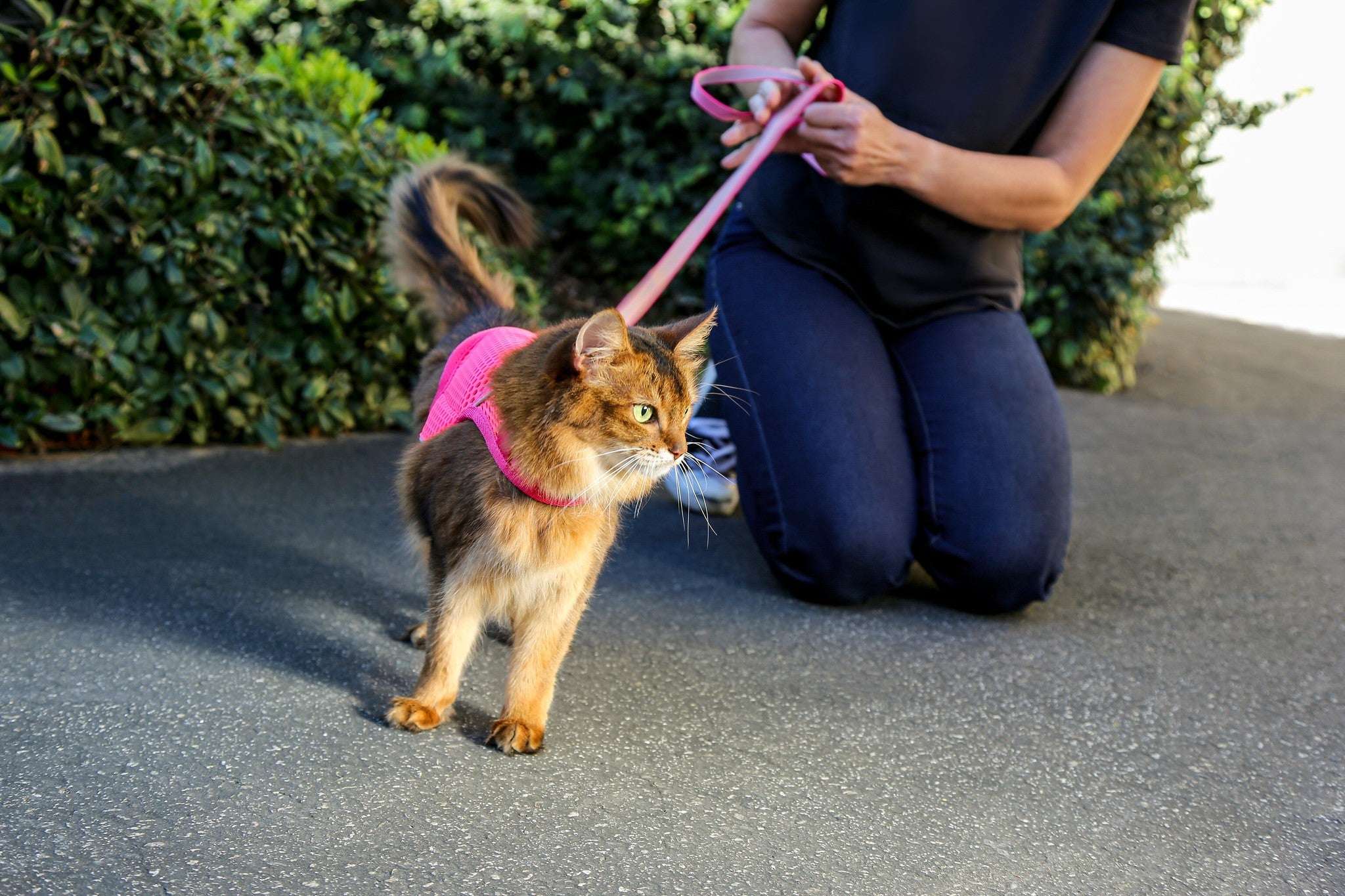 Calming Cat Harness and Leash Set with Adjustable Fit | Martingale Design for Anxiety Relief 4