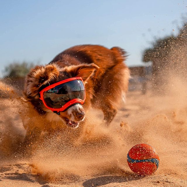 Dog Goggles | UV Protection & Windproof Canine Sunglasses with Adjustable Straps for Active Dogs 3