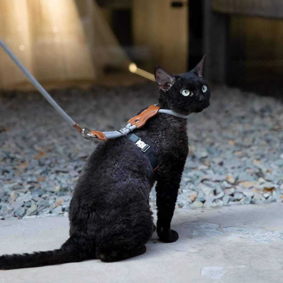 Adjustable H-Style Cat Harness and Leash Set with Premium Leather Finish | Comfortable & Secure Fit for Cats 7