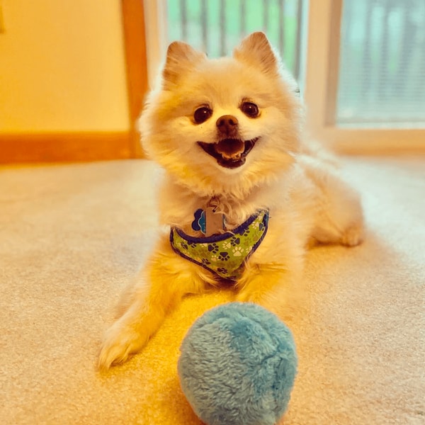 Interactive Dog Toy | Active Rolling Ball with Random Movement | Engaging Play for Dogs 2
