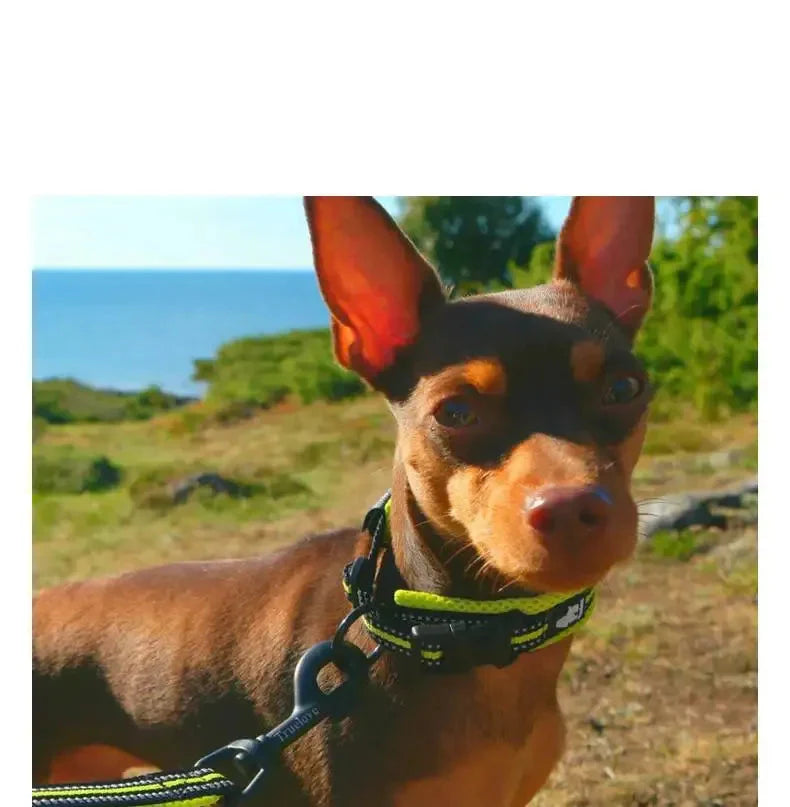 Reflective Dog Collar | Adjustable Fit with Breathable Material | Enhanced Safety for Comfortable Walks 3