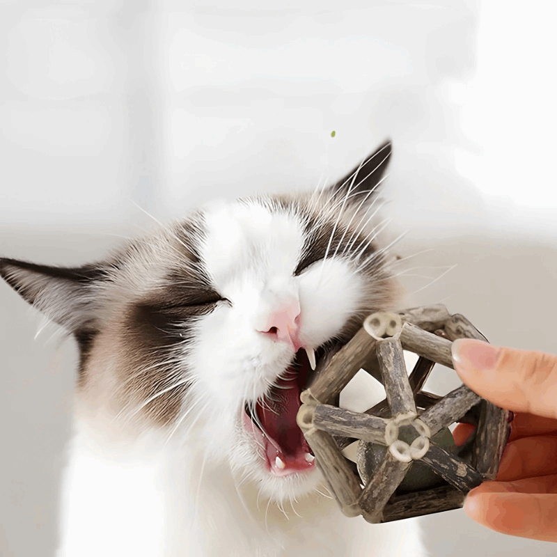 WhiskerCube | Cat Chew Toys Set with Natural Scent | Promotes Dental Health and Relaxation 2